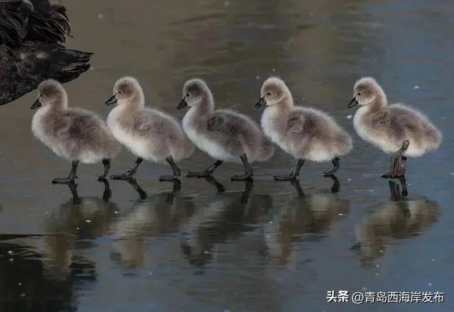 在唐岛湾，一起“鸥”遇吧！