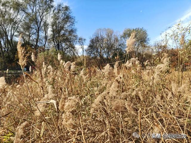 大连西山水库发现一大片芦苇,快来拍照呀