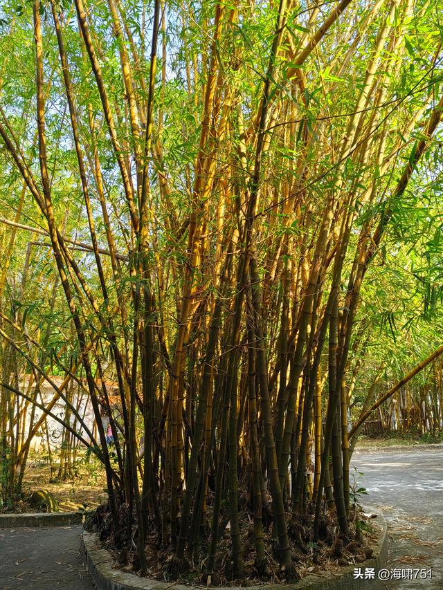 湛江寸金桥公园
