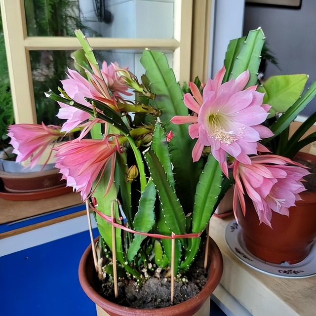 令箭荷花：沙漠里的霓裳仙子，懒人养爆花的秘密