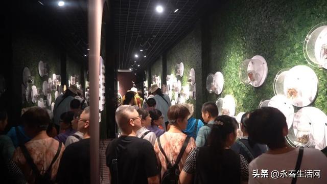 千人共赴永春牛姆林！永春旅发组织厦漳泉龙岩游客体验非遗盛宴