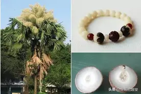 这些珍贵菩提子历史上没有记载，最后三个的出处之谜让很多人愣住图片