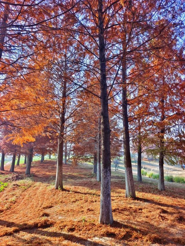 要火！太出片了！阜阳这里竟美到窒息，很多人不知道，赶紧去！多图拍下！