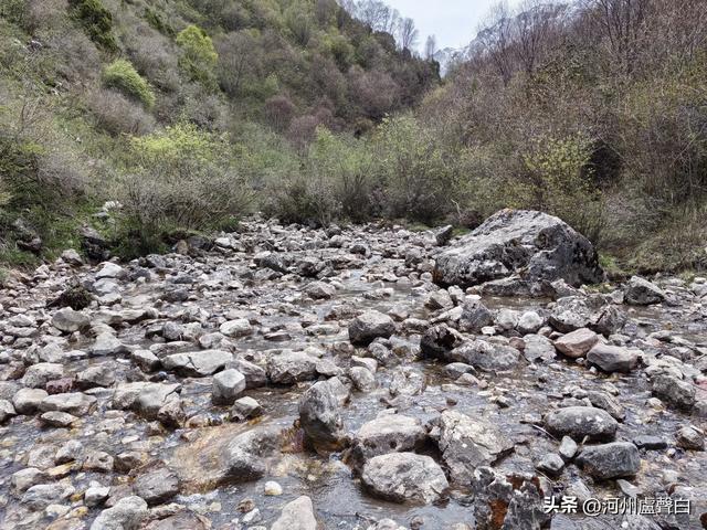 渭源双石门*石门雪山的杜鹃花