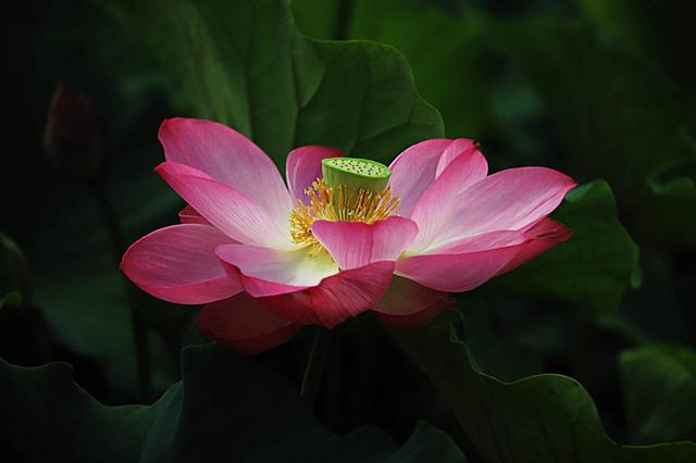 荷花依旧“笑”秋风