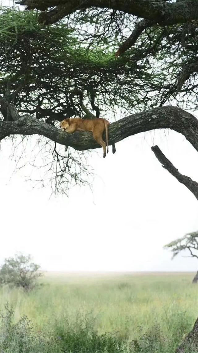 2026封神旅行清单！非洲五国（南非/东非）23天狂野之旅，太顶了