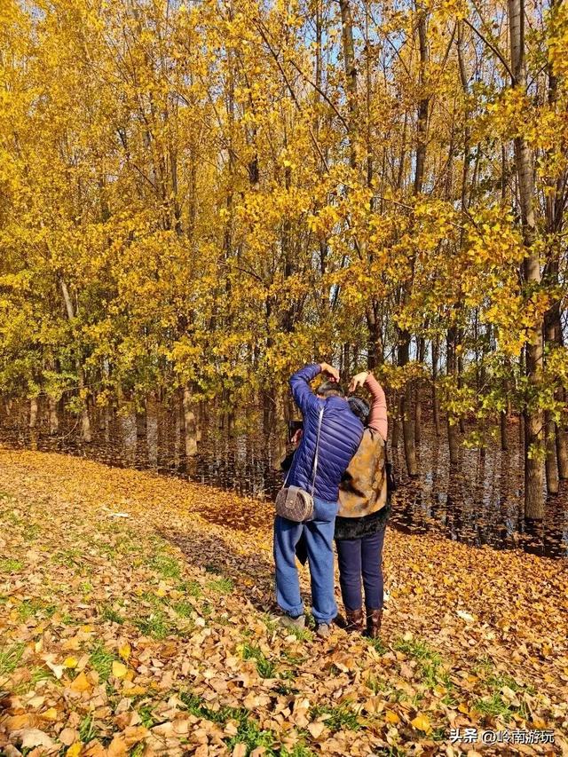 从西安出发1小时，隐藏在高陵河堤路边水上森林，美的令人窒息！