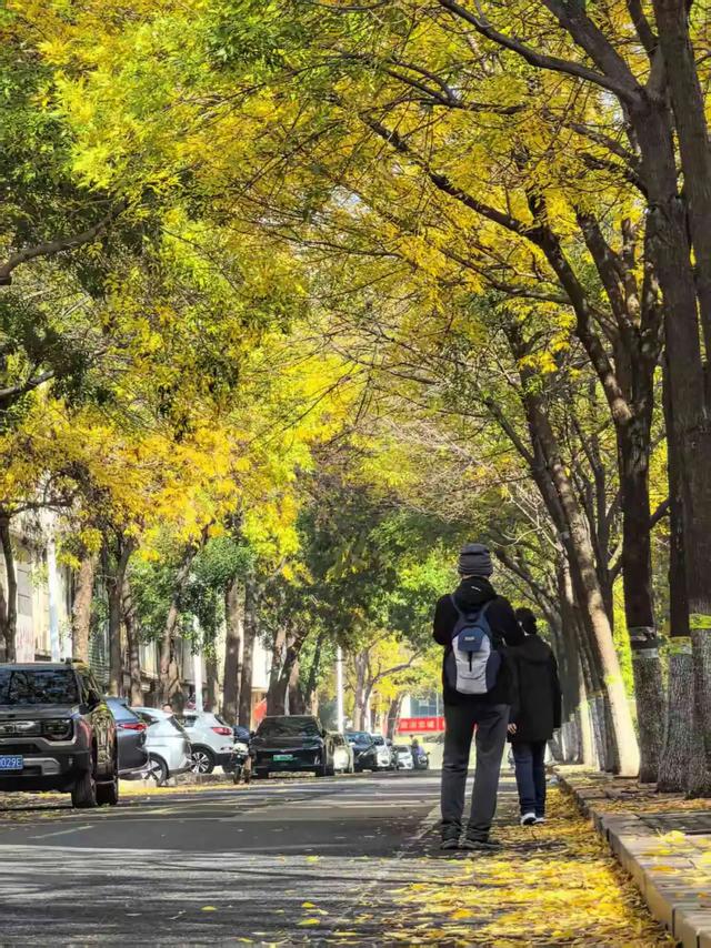 太美了！这里是日照万安路