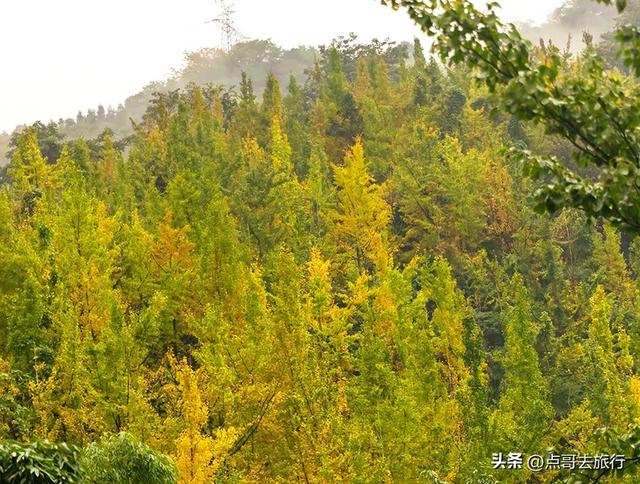 成都都江堰最冷门彩林，免费开放，山野中的惊艳，公交车可达！