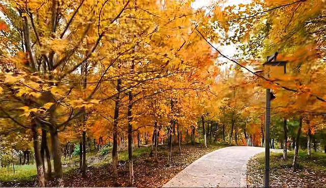 到滇池之上边，看周总理种植的树与秋日红枫林