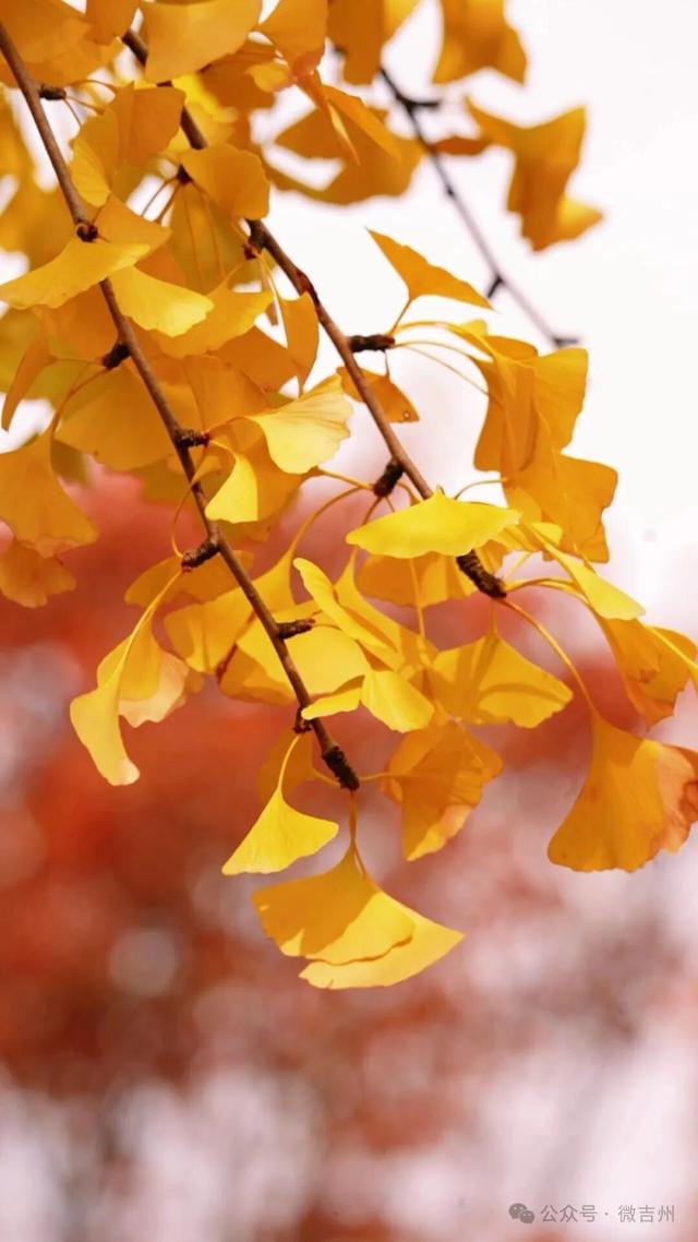 银杏黄了！氛围感天花板！快约上搭子冲！