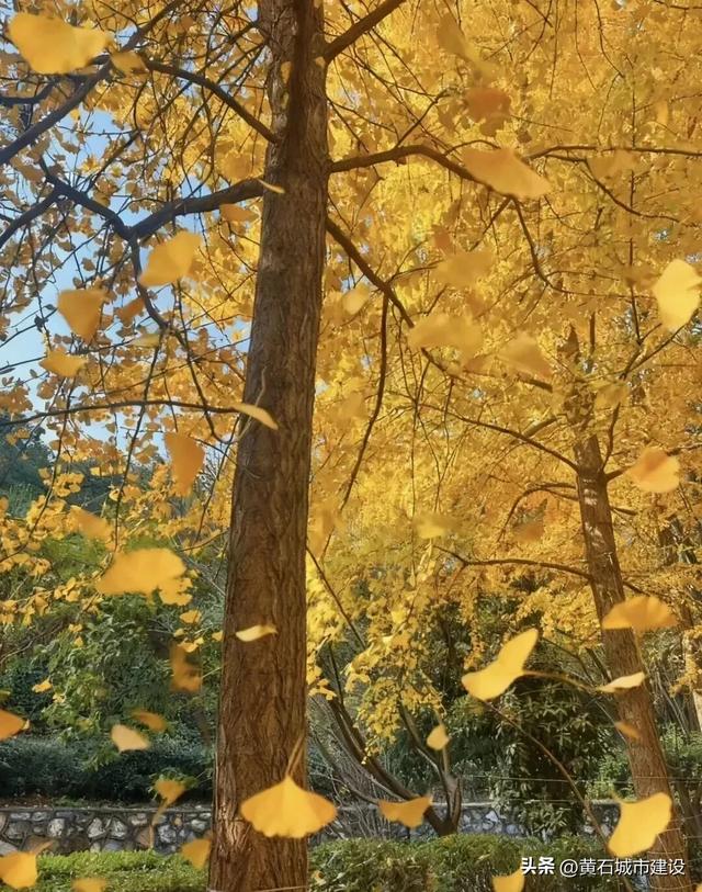 此刻 黄石下起黄金雨！