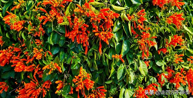 午间邂逅浓浓春意——深圳香蜜公园炮仗花开