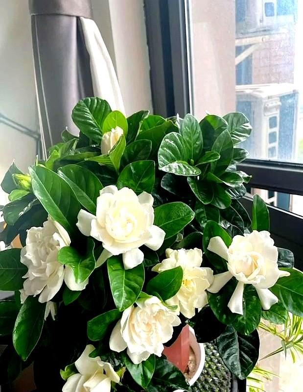 “！阴花不能进阳宅”，家里若有这5种花，请赶紧“搬出去”！