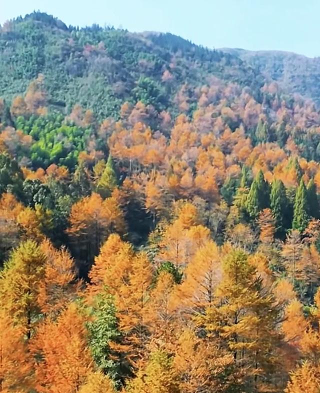 安吉云上草原:江浙沪2h直达!海拔1168米的秋日童话秘境。