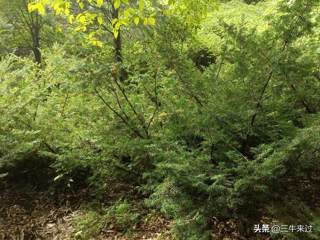 无为在歧路，壶关林州大名府3