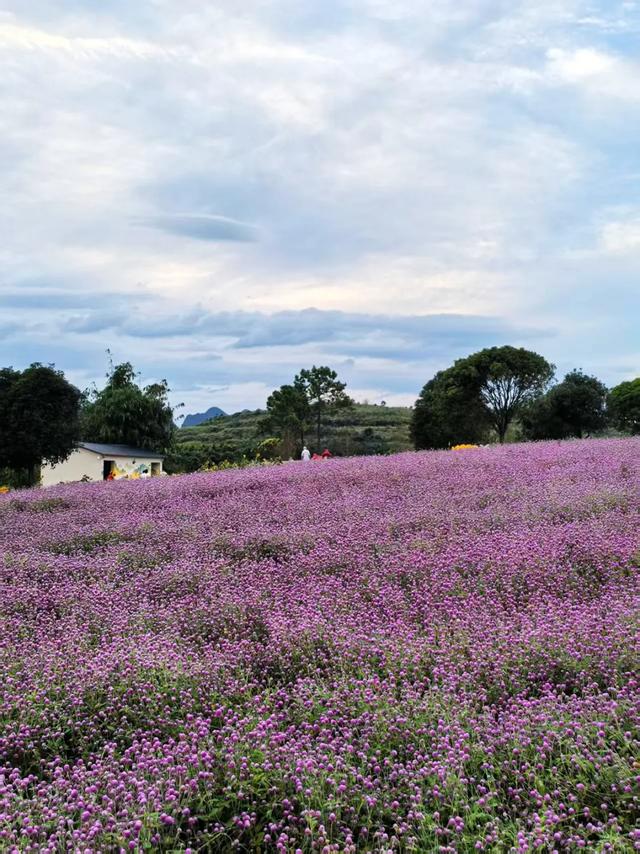 桂林：漓畔花海莲花源！