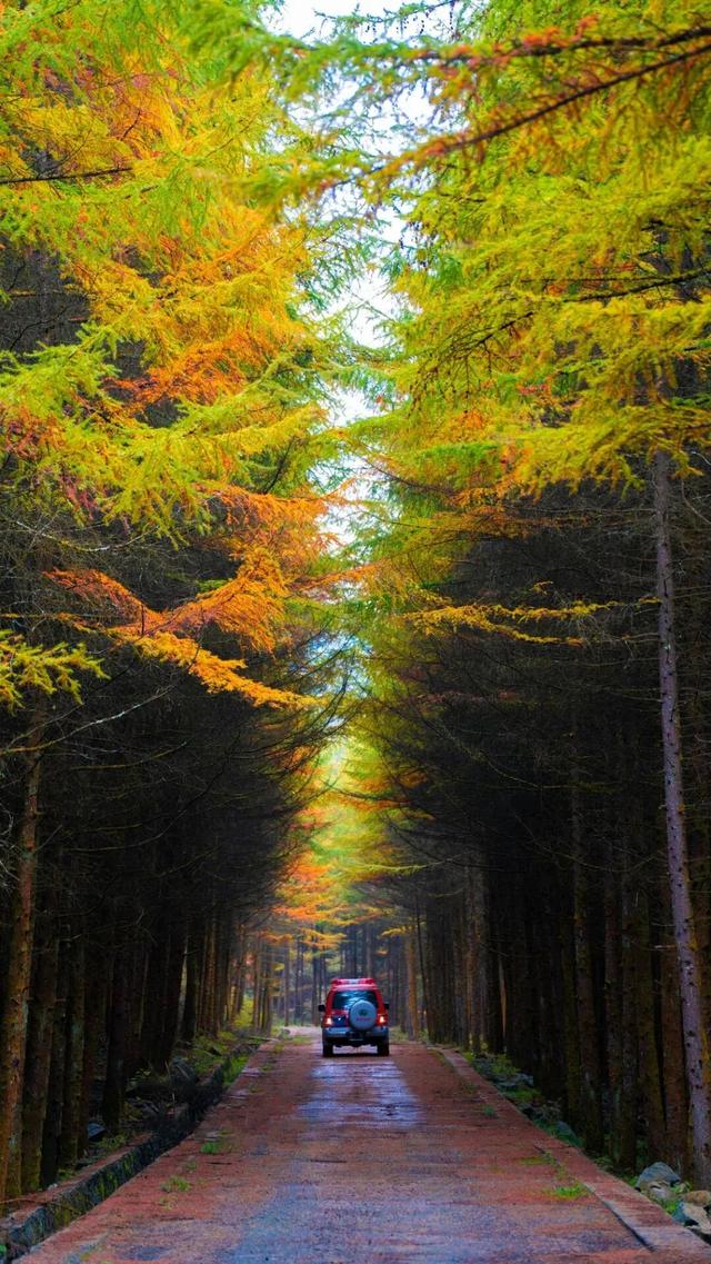 成都出发2.5h刹拢最绝红叶之城！秋色媲美九寨，一城吃够三省美食！更有山林温泉泡过瘾！