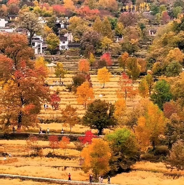 皖南秋游指南：11-12月邂逅人少景美的诗意秘境，尝遍徽州美食。