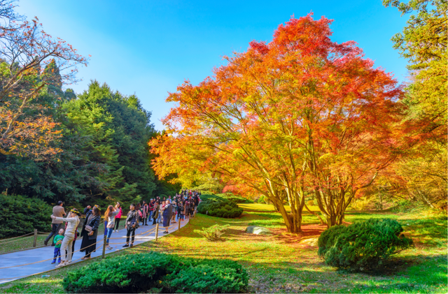 六重优惠！超多活动！庐山赏枫季开启！