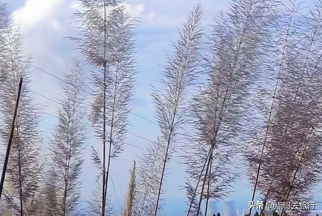 成都金堂爆红秋景，芭茅彩林超级惊艳，不要门票，徒步也是超棒！