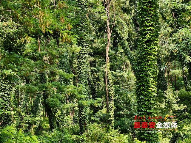 青绿泰山 清凉一夏丨来泰山东御道，闯入绿野仙踪，把童话里的清凉揣进夏天