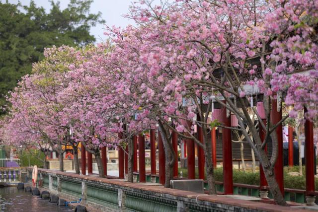 宝墨园请你看樱花啦!文末有粉丝福利→