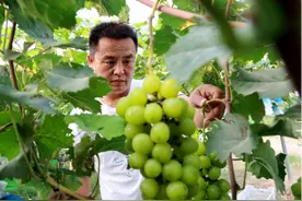 河南内黄：“阳光玫瑰葡萄”“串起”农民增收致富路图片