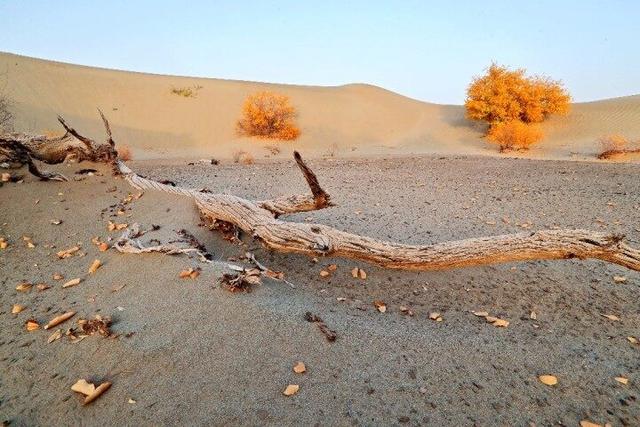 出片率100%！赴一场沙漠胡杨的金色之约