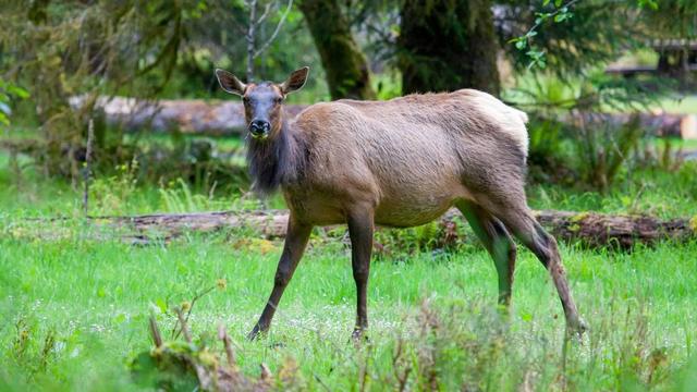 美国国家公园独有的12种神奇野生动物，你见过吗？
