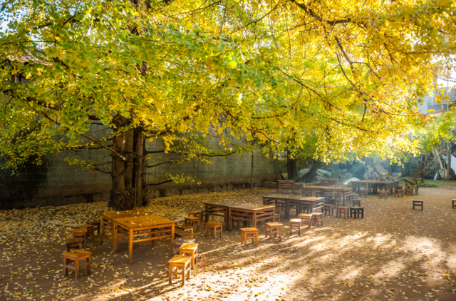 腾冲银杏村，美到自带滤镜→