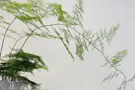 文竹有一个“生长密码”，打开后，枝繁叶茂，狂冒“小崽子”图片