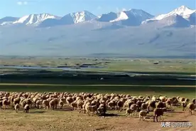 新疆一群狼赶着80多只羊，行走 6 公里来到狼窝，途中吃掉了 8 只羊图片