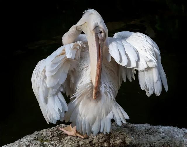 真的想问：下雨天的时候，鸟都在干什么呢？