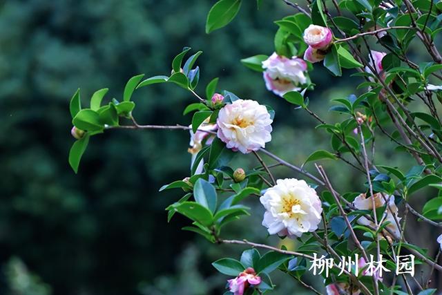 柳州市雀儿山公园茶梅盛放