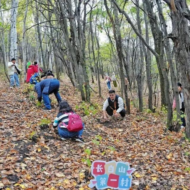 长白山第一村：赴一场秋日“参”宴