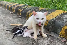 猫妈长期被虐待，趁机带小猫逃跑，看到脖上生锈的铁链时，我哭了图片