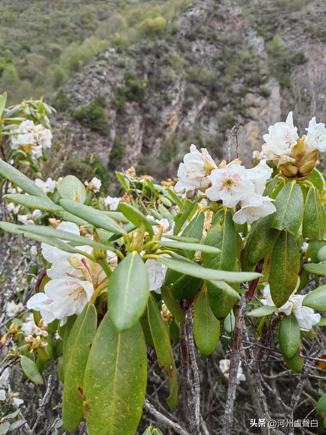 渭源双石门*石门雪山的杜鹃花