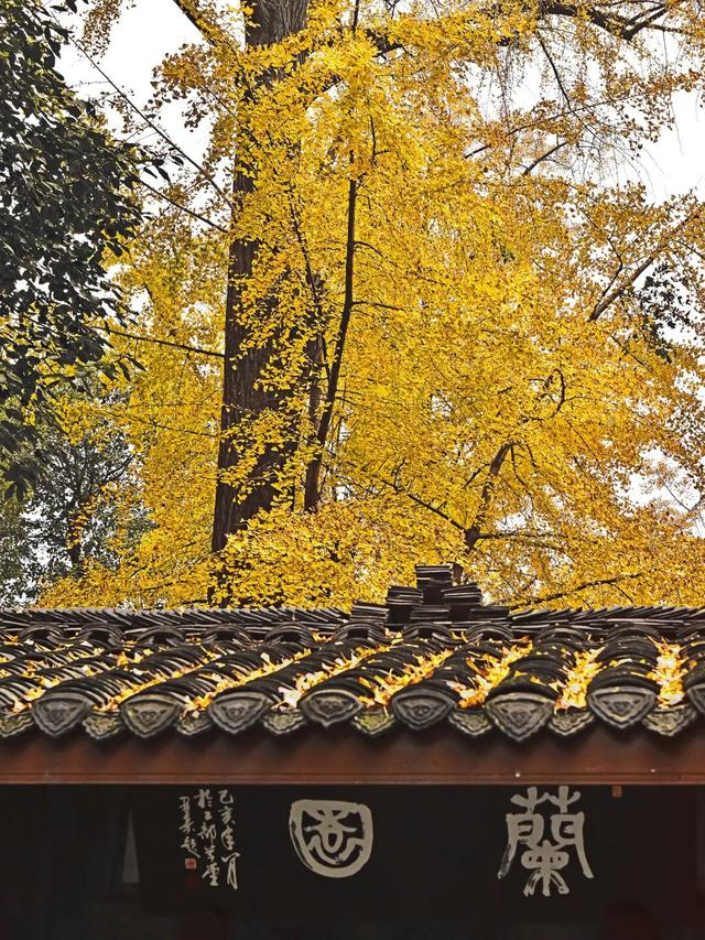 还起什么标题，美不美你们直接看！