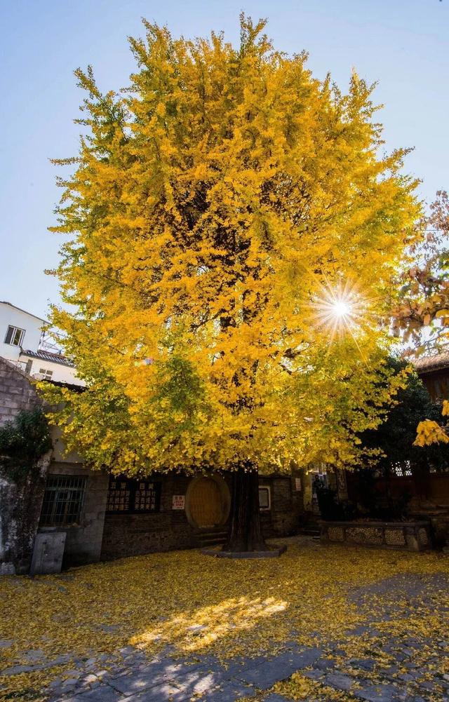 接下来的洱源美成这样