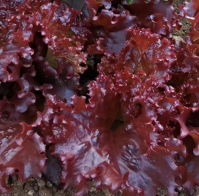 8种寒露过后适合种植的瓜果蔬菜，盆栽、地栽都能种，种有几种？