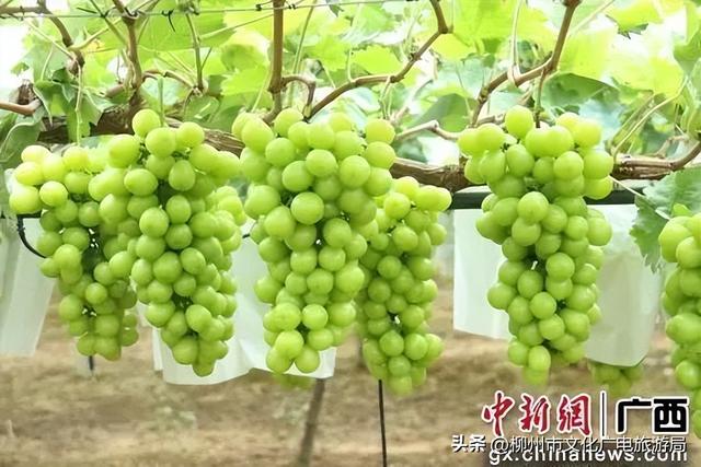 龙城今夏变“顶流”！柳州暑期“热力值”爆表
