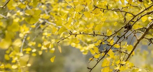 百万株银杏染黄海洋乡，这份秋冬美景请查收