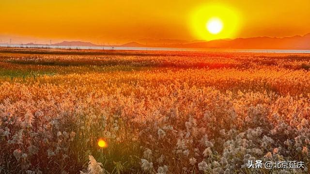 延庆的金色浪漫,就在——