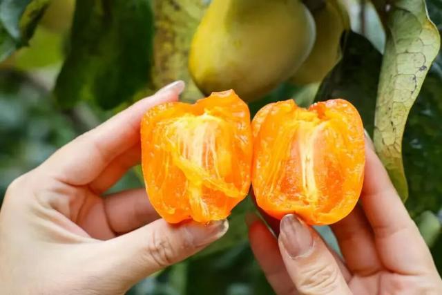 秋天游从化温泉，康养+赏景的双重盛宴等你来！