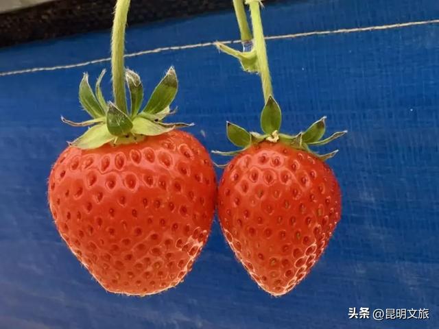 别再问昆明哪里能摘草莓了!收下这份采摘地图,直接抄作业→