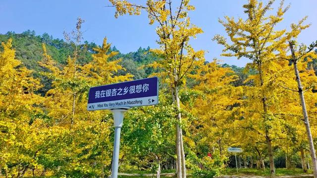 别卷作业了，卷卷大自然！韶关秋日研学，让娃成为朋友圈最酷的崽