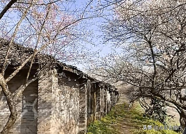 成都最新5个梅林花海，你该去哪个？其中一个被称为成都小林芝！