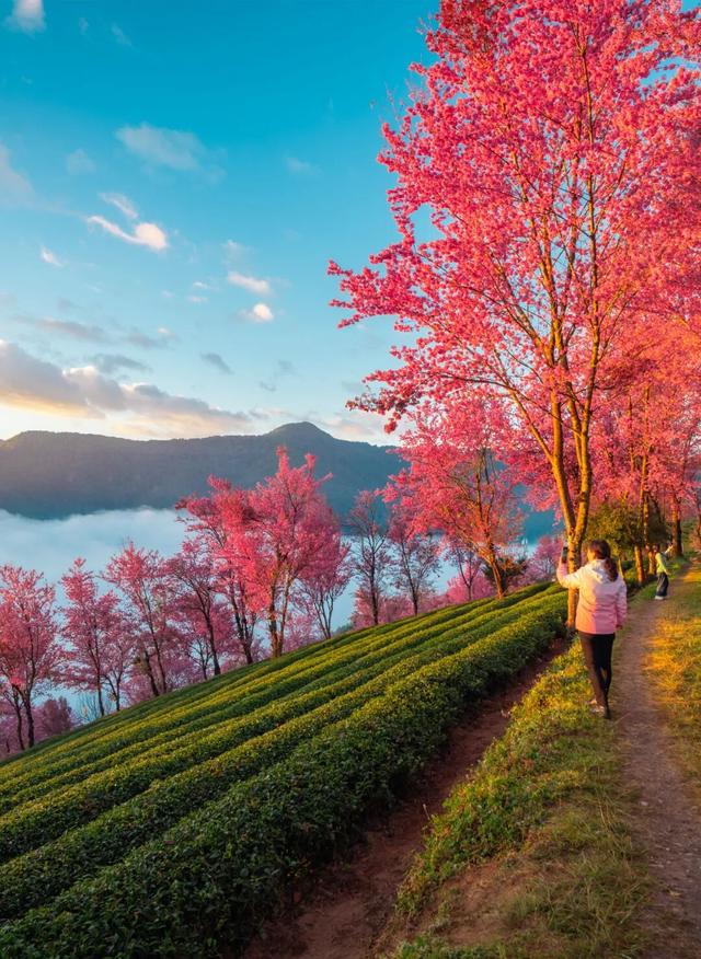 均温25℃，游客仅大理1%！云南这座小城，只有冬天才会被想起