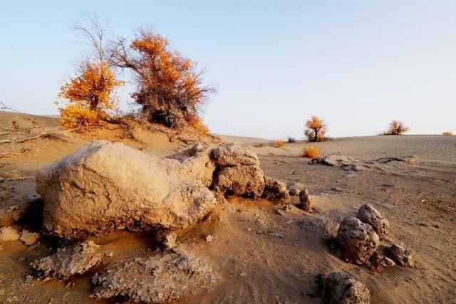 出片率100%！赴一场沙漠胡杨的金色之约